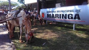 Carroceiros protestam em frente à Câmara de Maringá